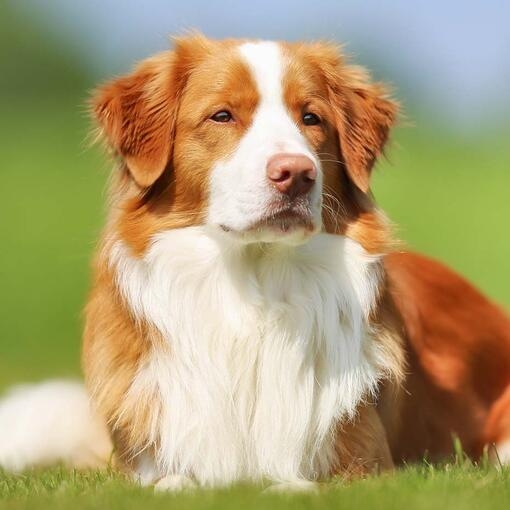 Ellie Nova Scotia Duck Tolling Retriever Purina UK